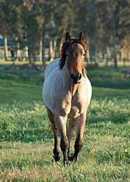 Little Roan Rider